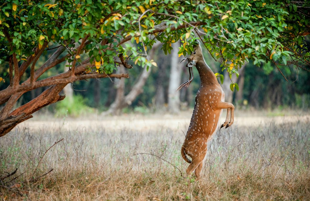 lta-ranthambore-park2