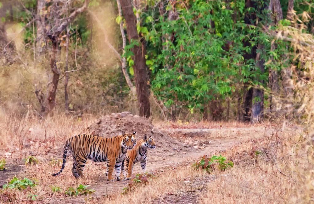 lta-ranthambore-park4