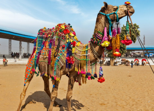 11 Day North India with Pushkar