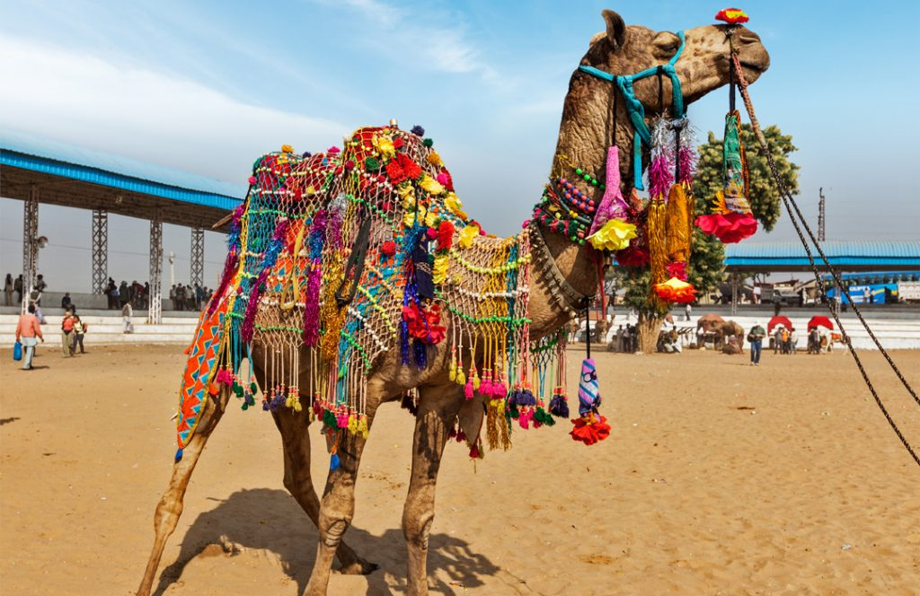 11 Day North India with Pushkar