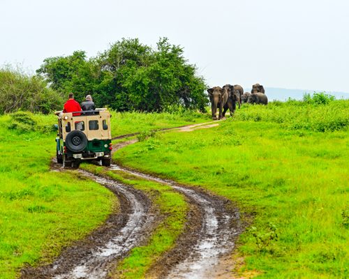 Yala-National-Park